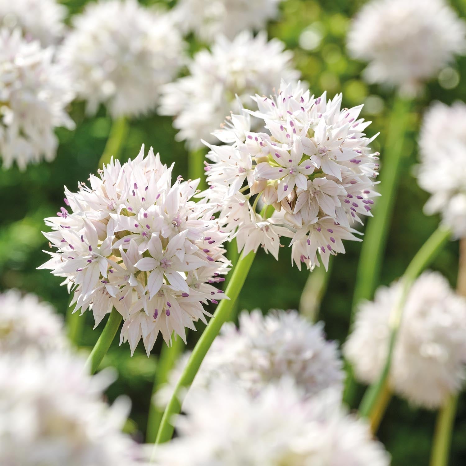 Allium, Sierui 'Graceful Beauty'