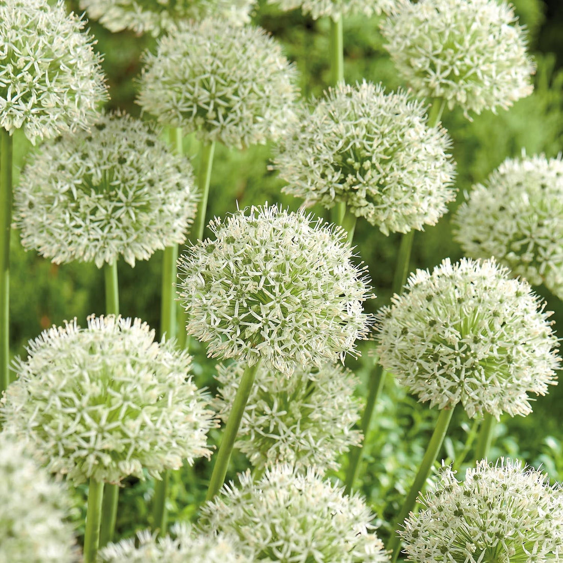 Allium, Sierui 'Mont Blanc'
