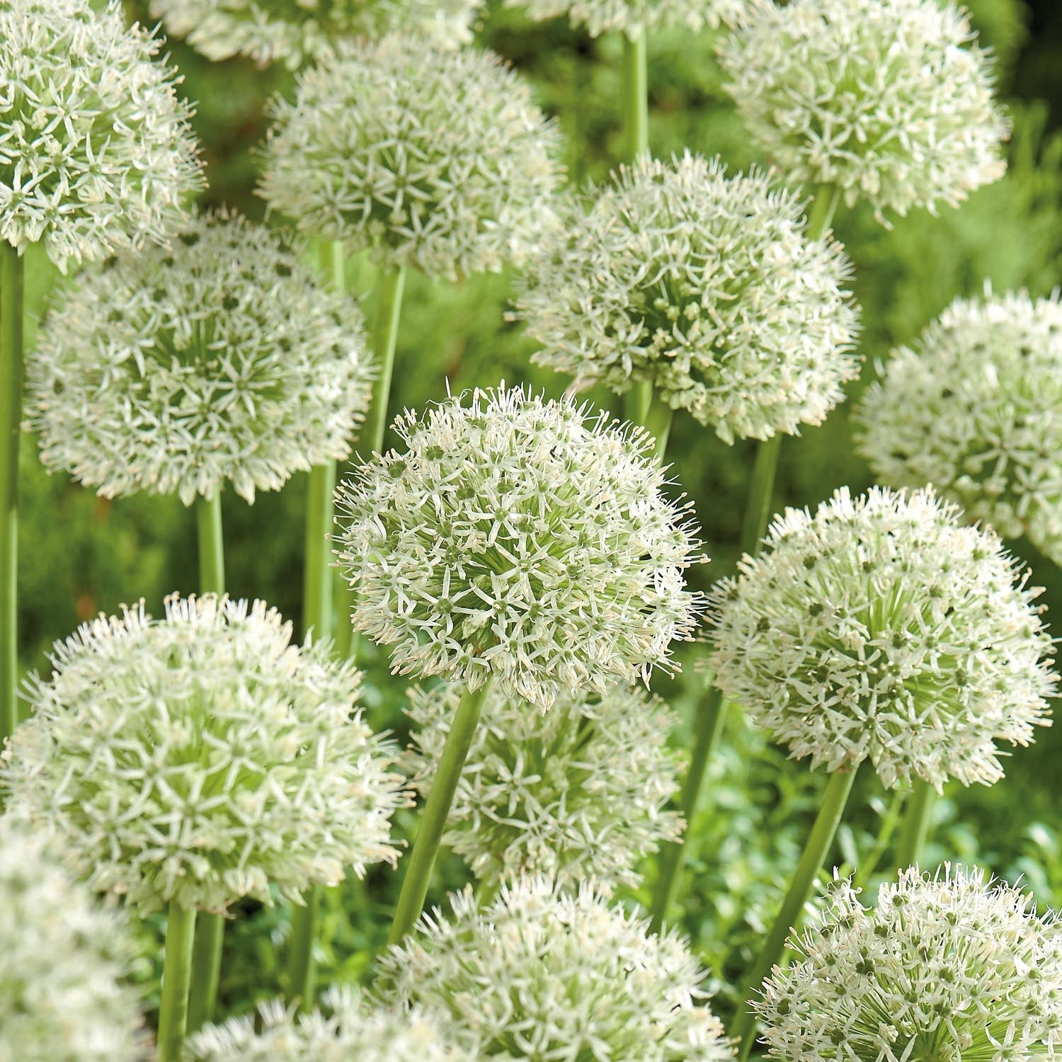 Allium, Sierui 'Mont Blanc'
