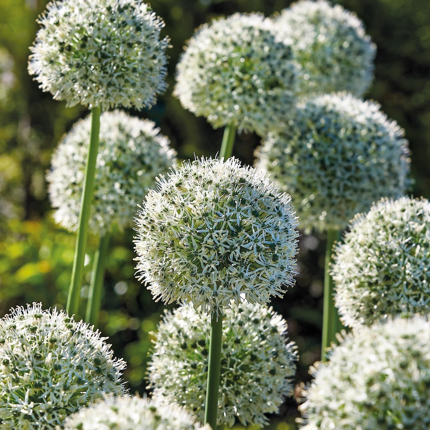 Allium, Sierui 'Mount Everest'