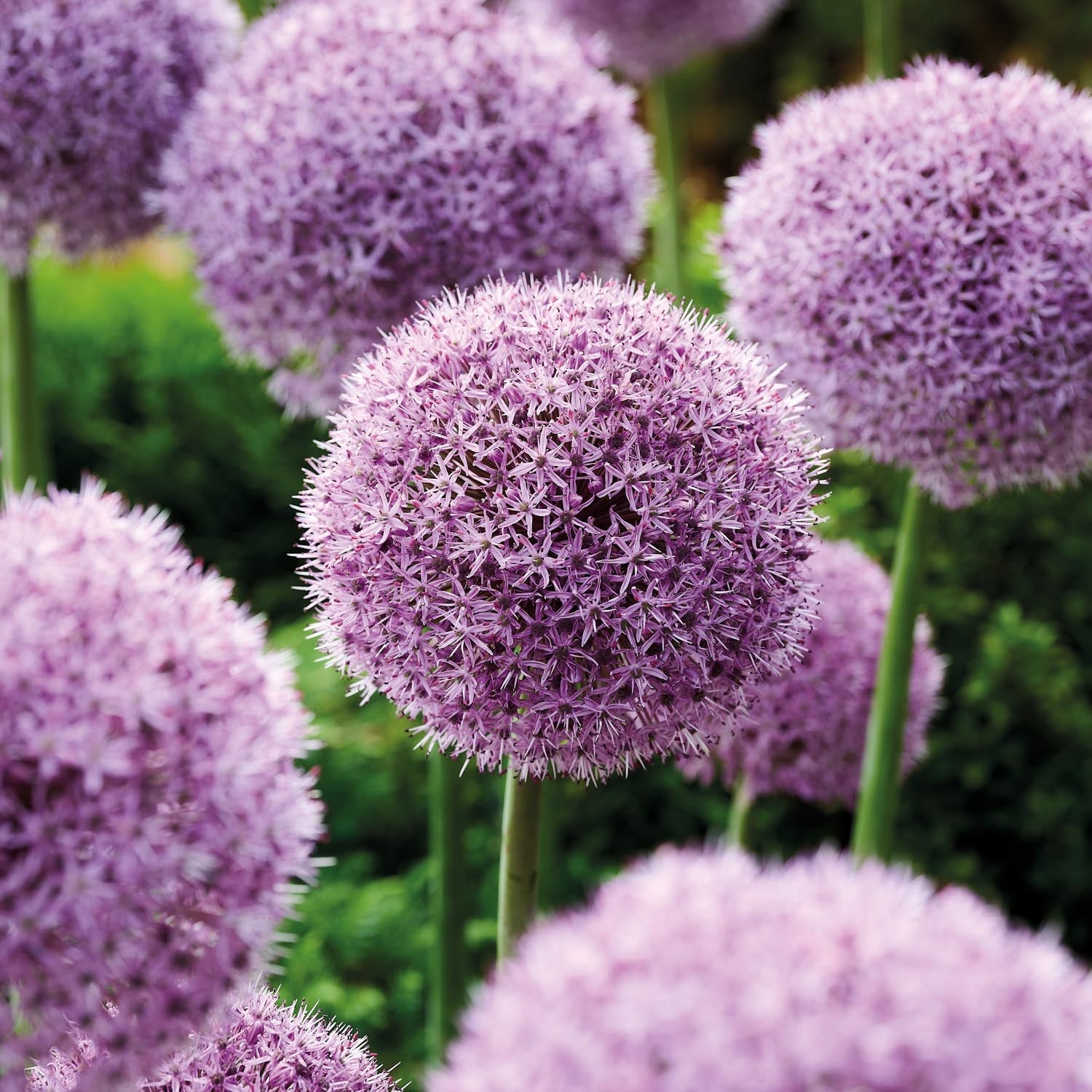 Allium, Sierui 'Party Balloons'
