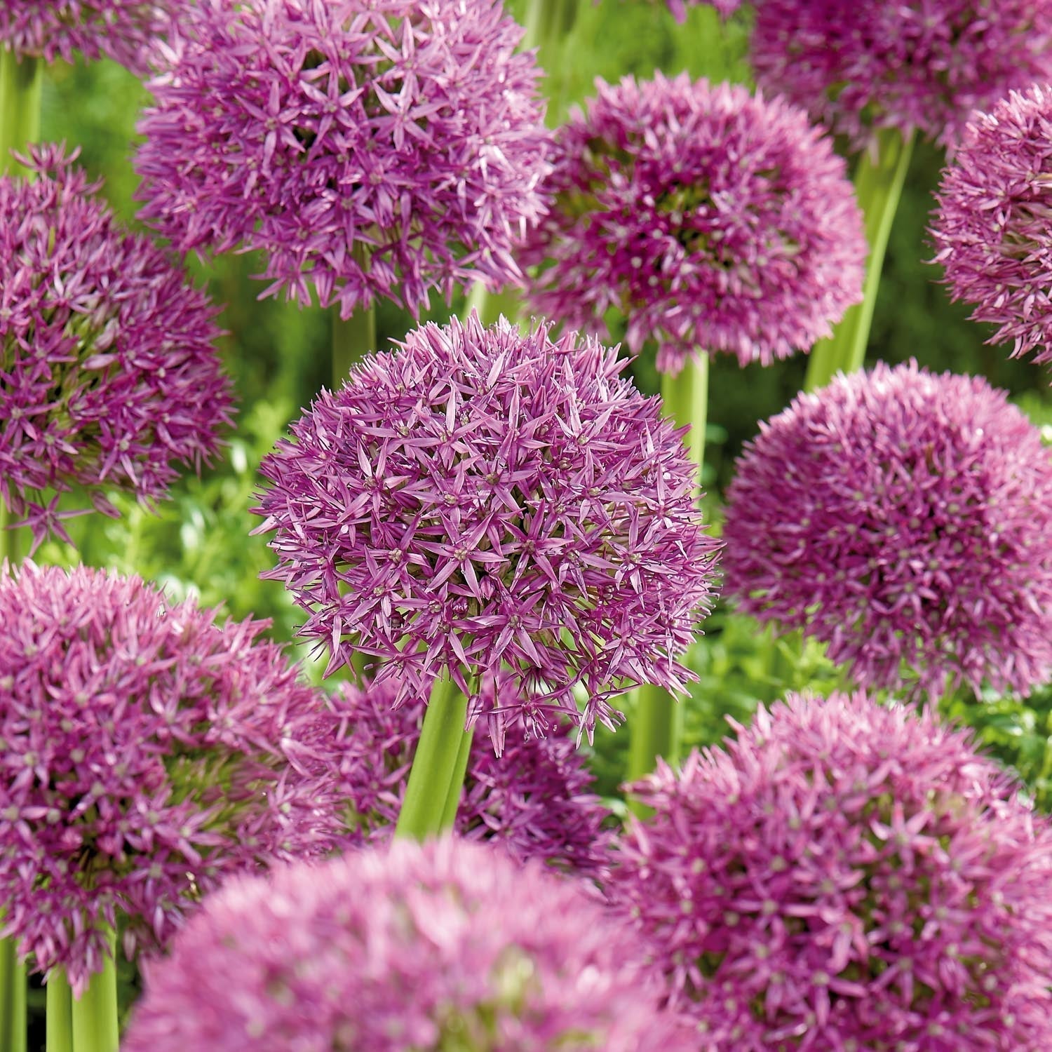 Allium, Sierui 'Pinball Wizard'