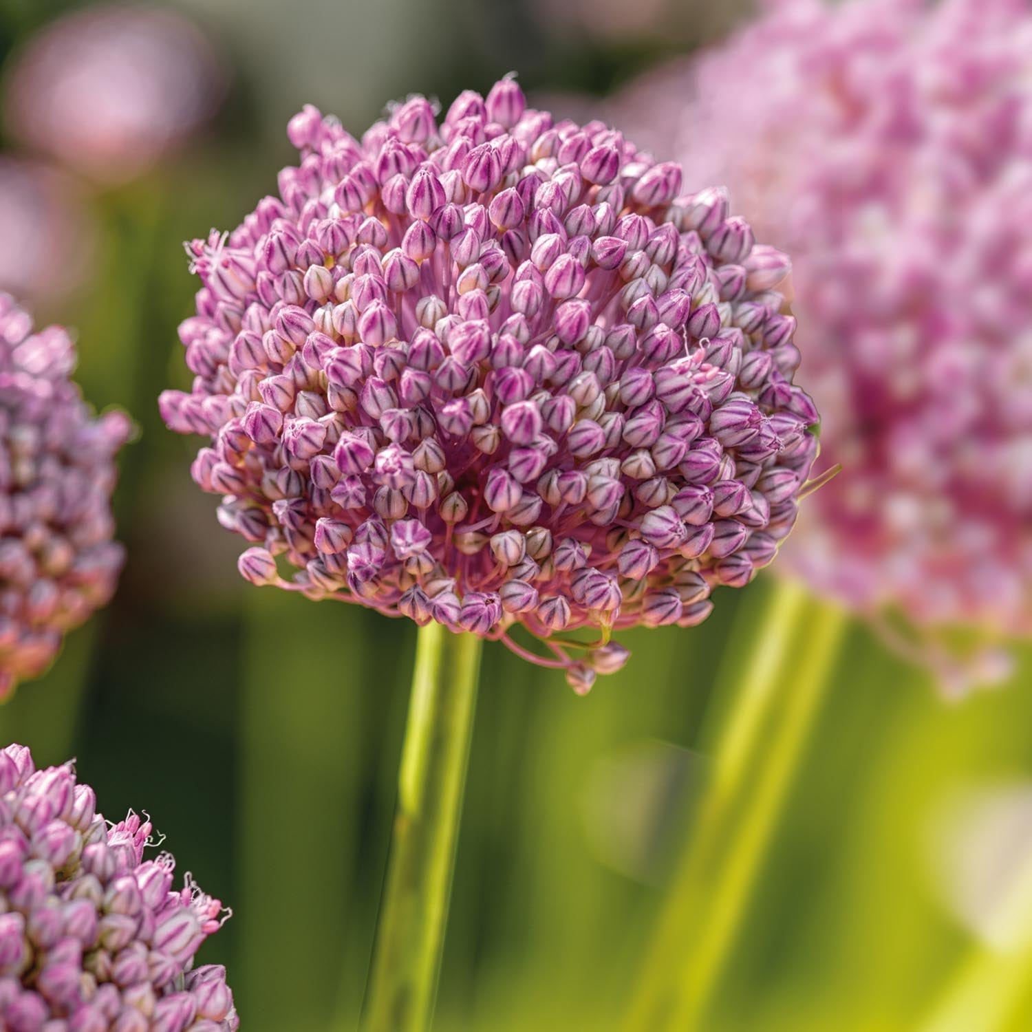 Allium, Sierui 'Ping Pong'