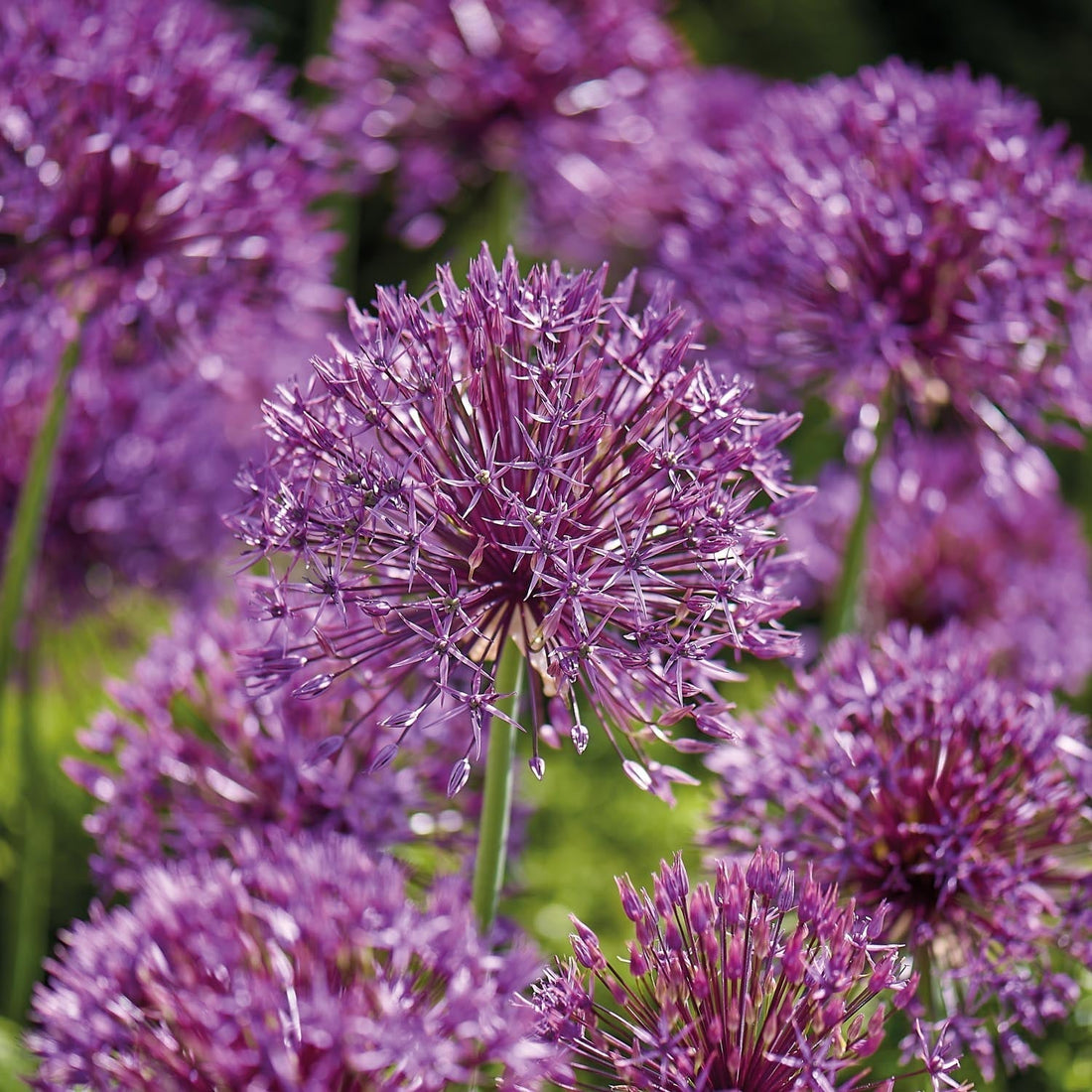 Allium, Sierui 'Purple Rain'