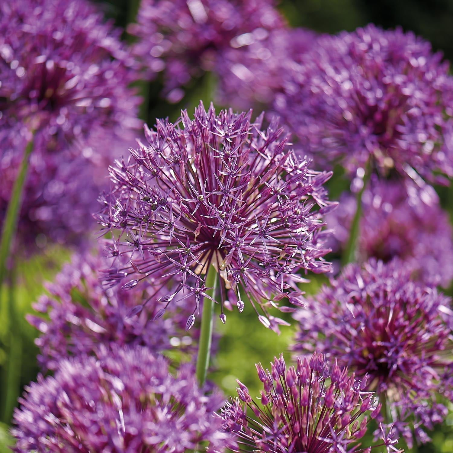 Allium, Sierui 'Purple Rain'
