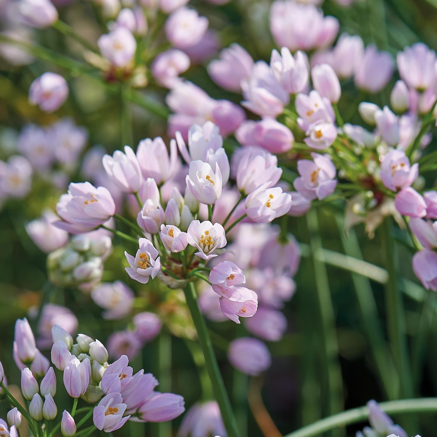 Allium, Sierui 'Roseum'