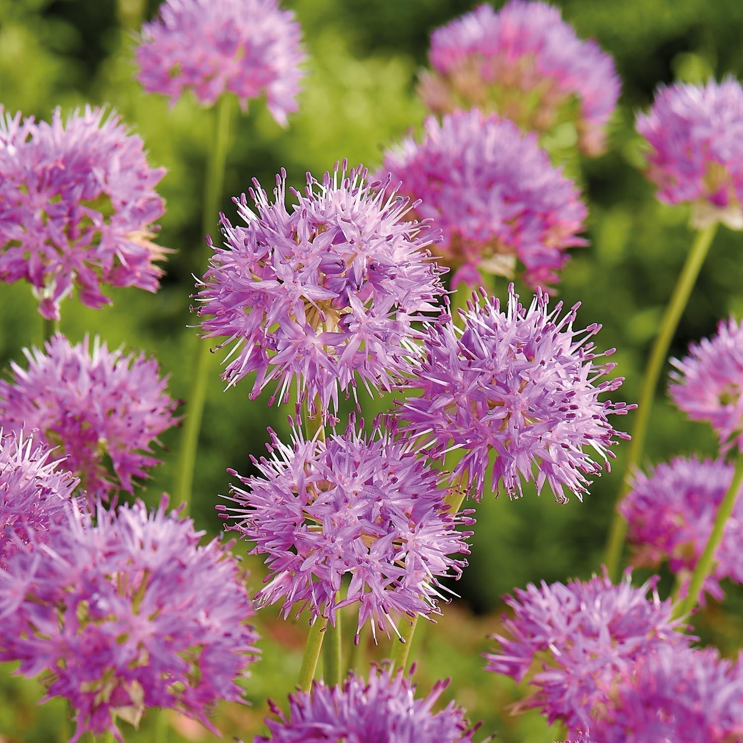 Allium, Sierui 'Rosy Dream'