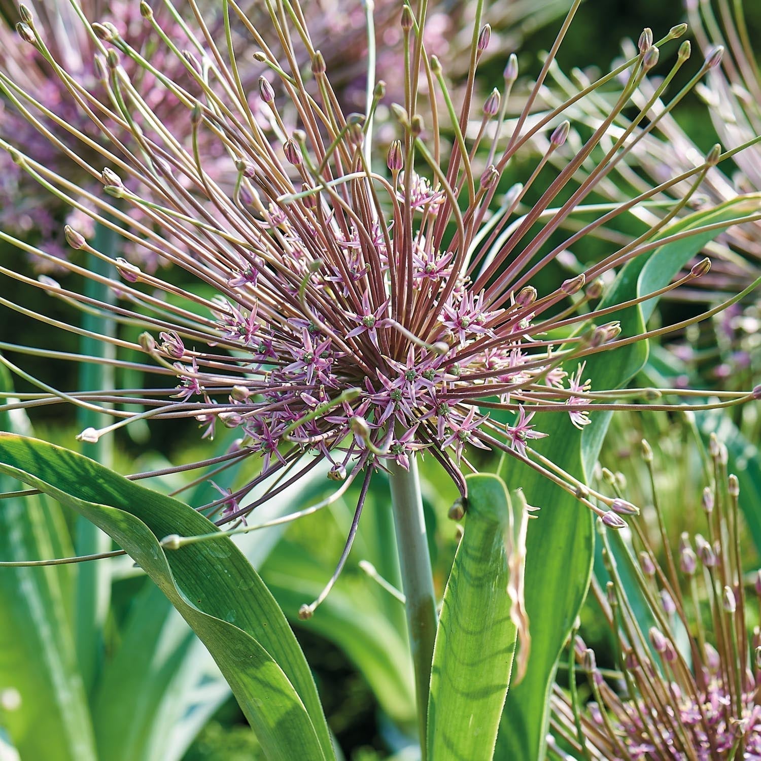 Allium, Sierui 'Schubertii'