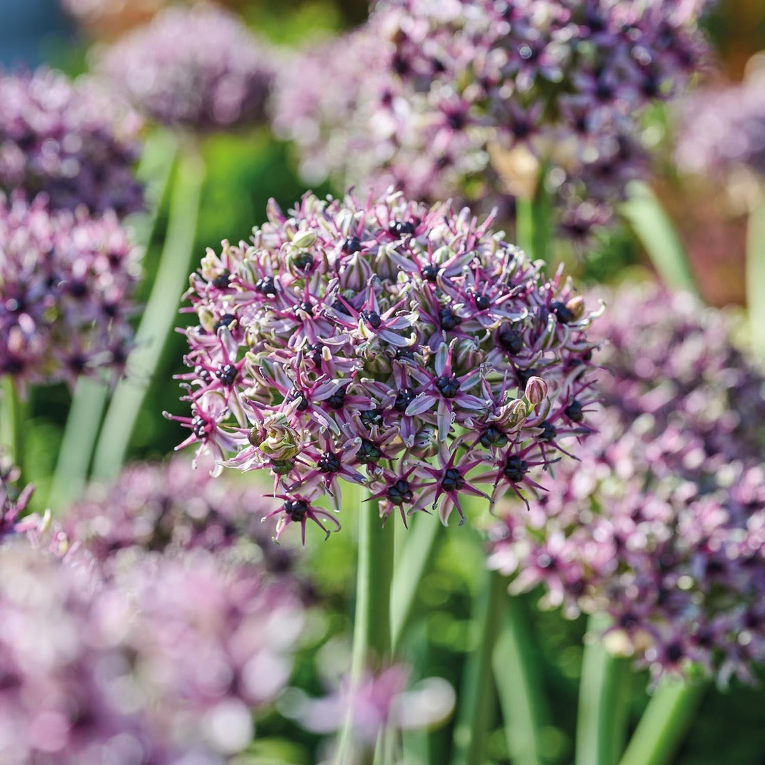 Allium, Sierui 'Starlight'