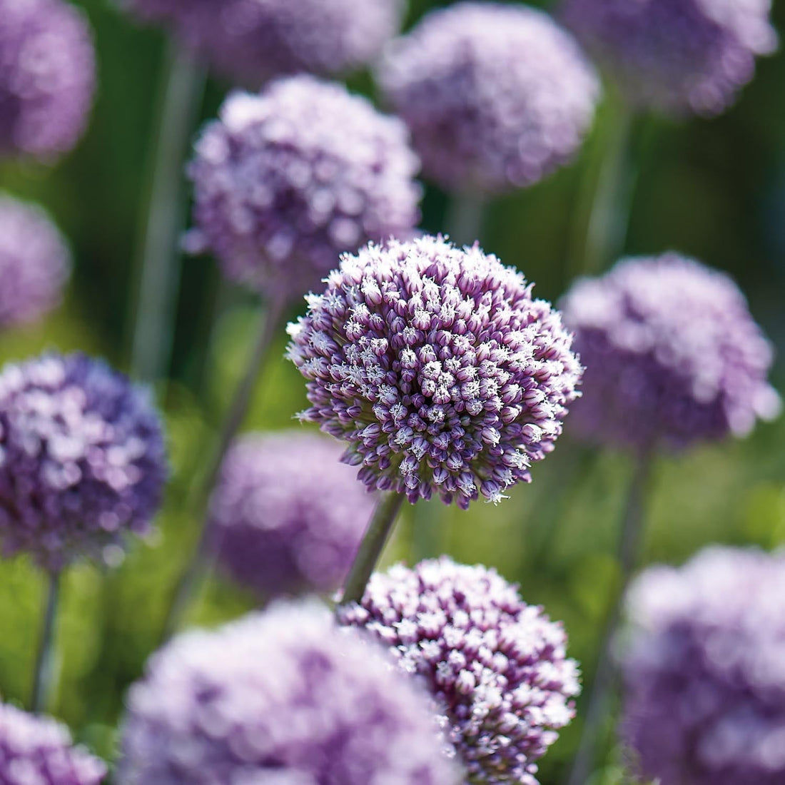 Allium, Sierui 'Summer Drummer'