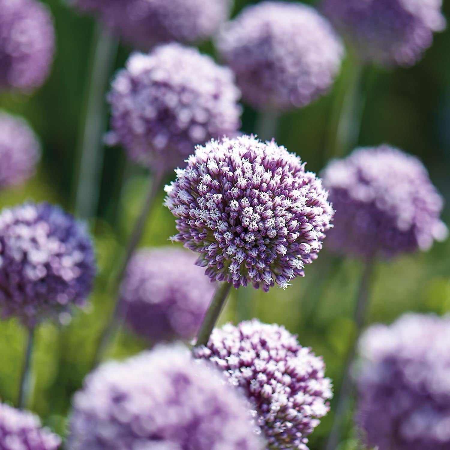 Allium, Sierui 'Summer Drummer'