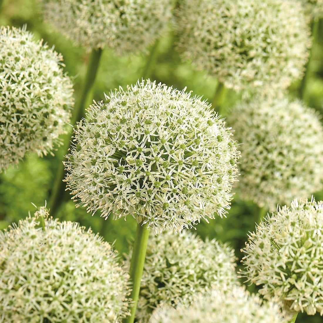Allium, Sierui 'White Giant'