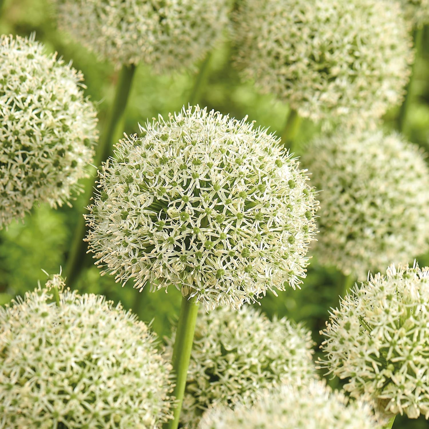 Allium, Sierui 'White Giant'