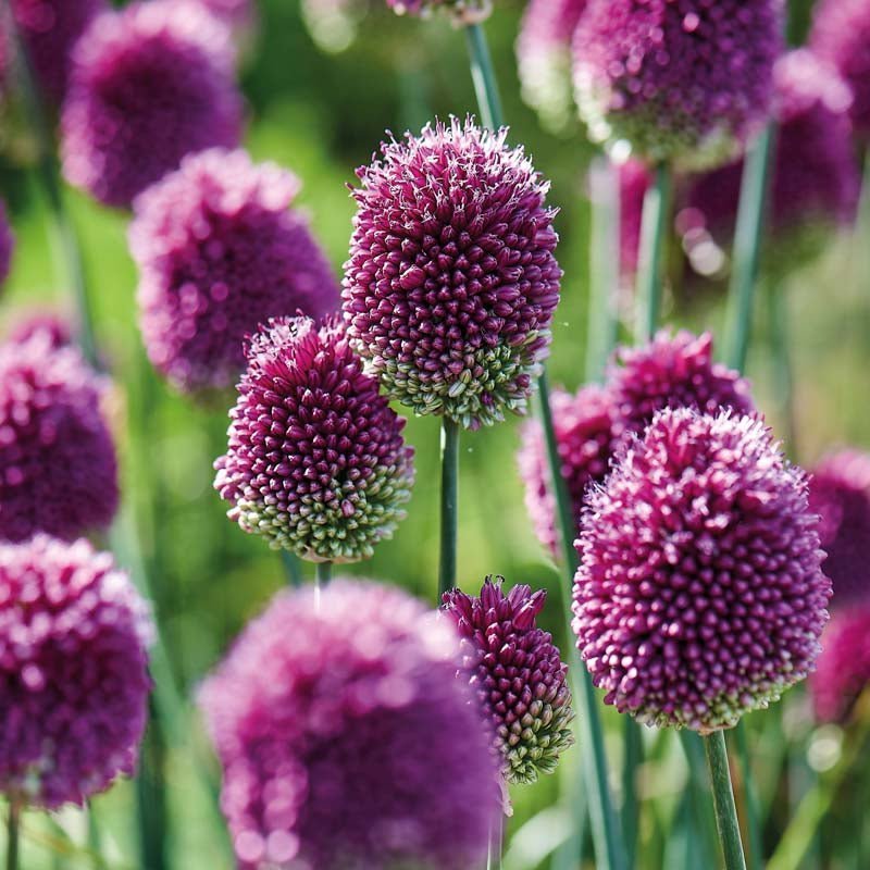 Allium 'Sphaerocephalon'