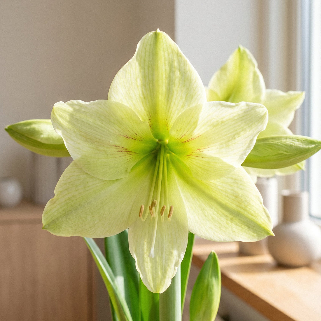 Amaryllis, Hippeastrum 'Green Valley'