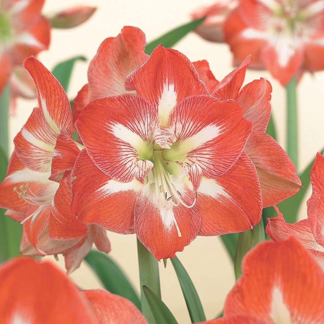 Amaryllis 'Minerva'