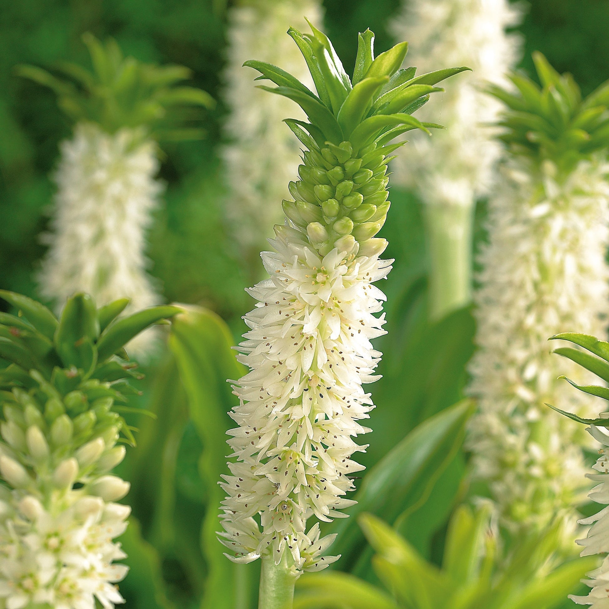 Ananaslelie, Eucomis 'Autumnalis'