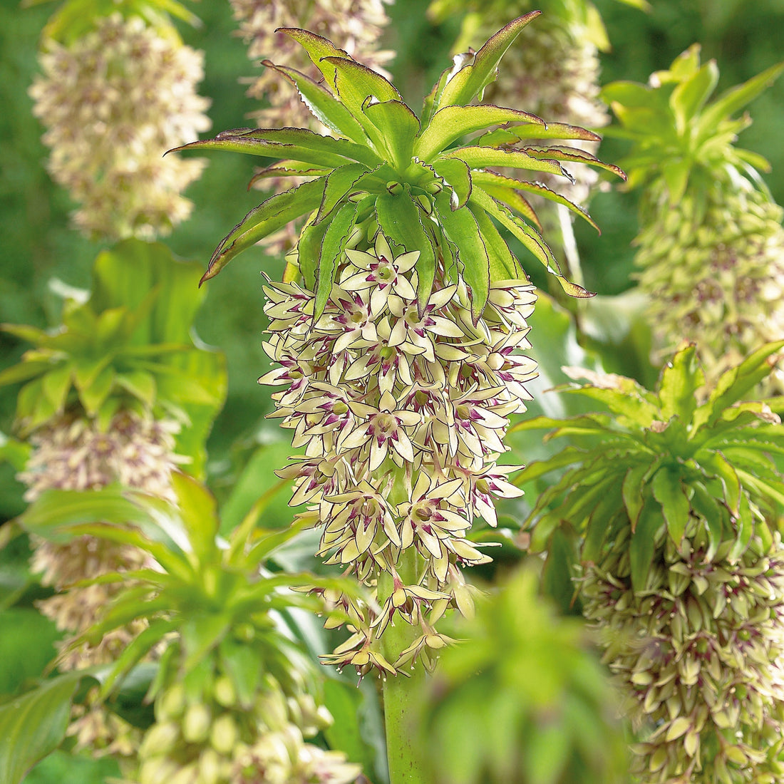 Ananaslelie, Eucomis 'Bicolor'