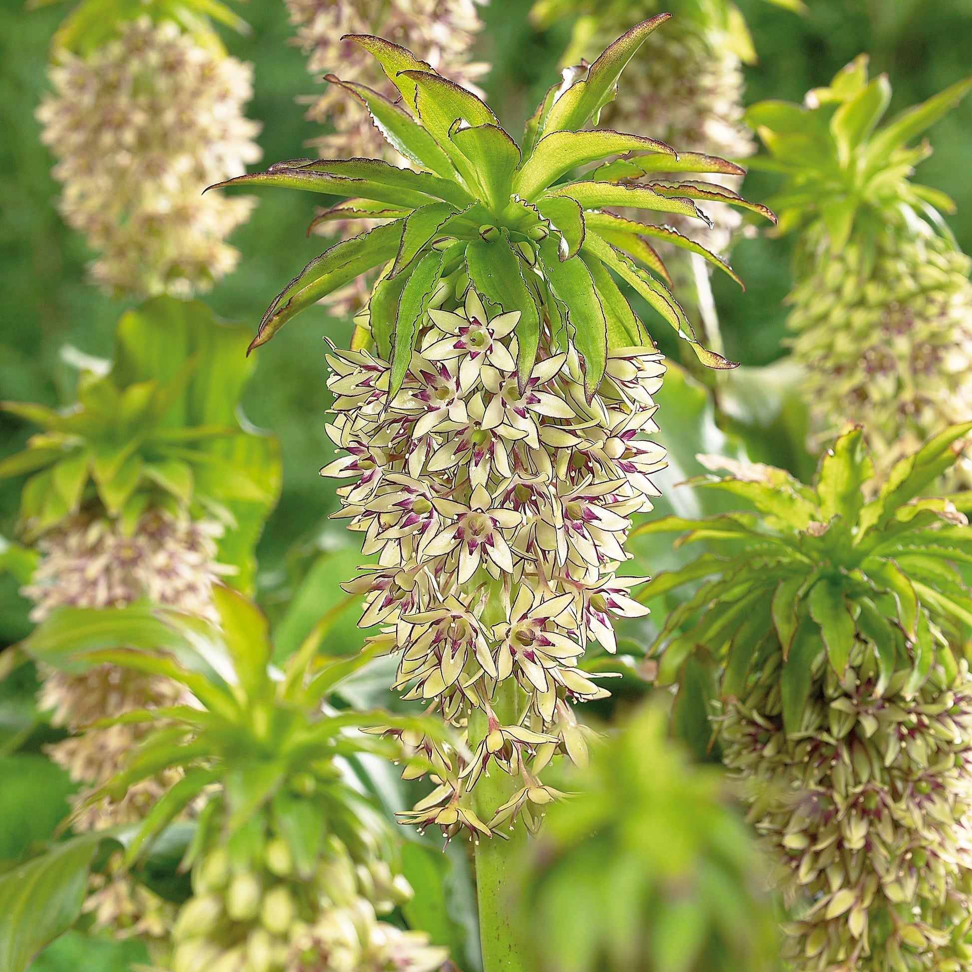 Ananaslelie, Eucomis 'Bicolor'