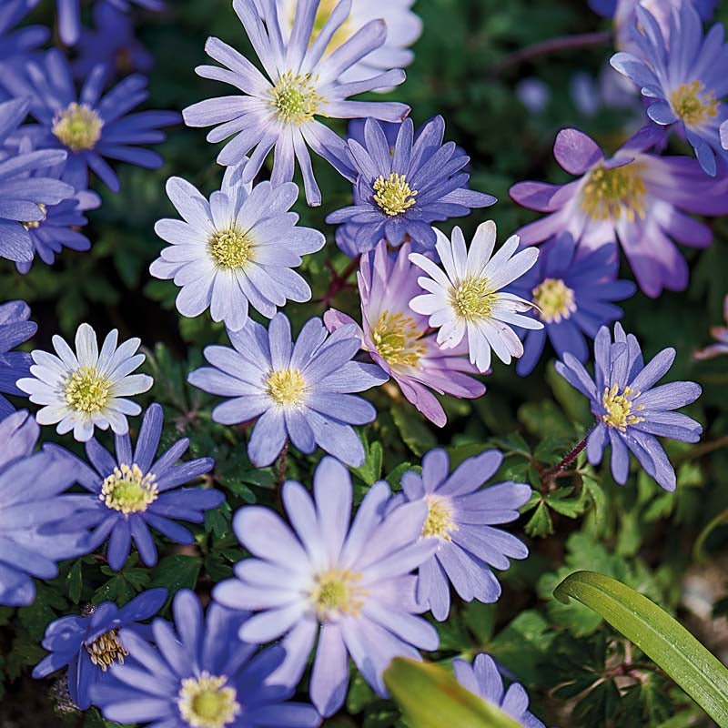 Anemonenmix 'Blanda Mixed'