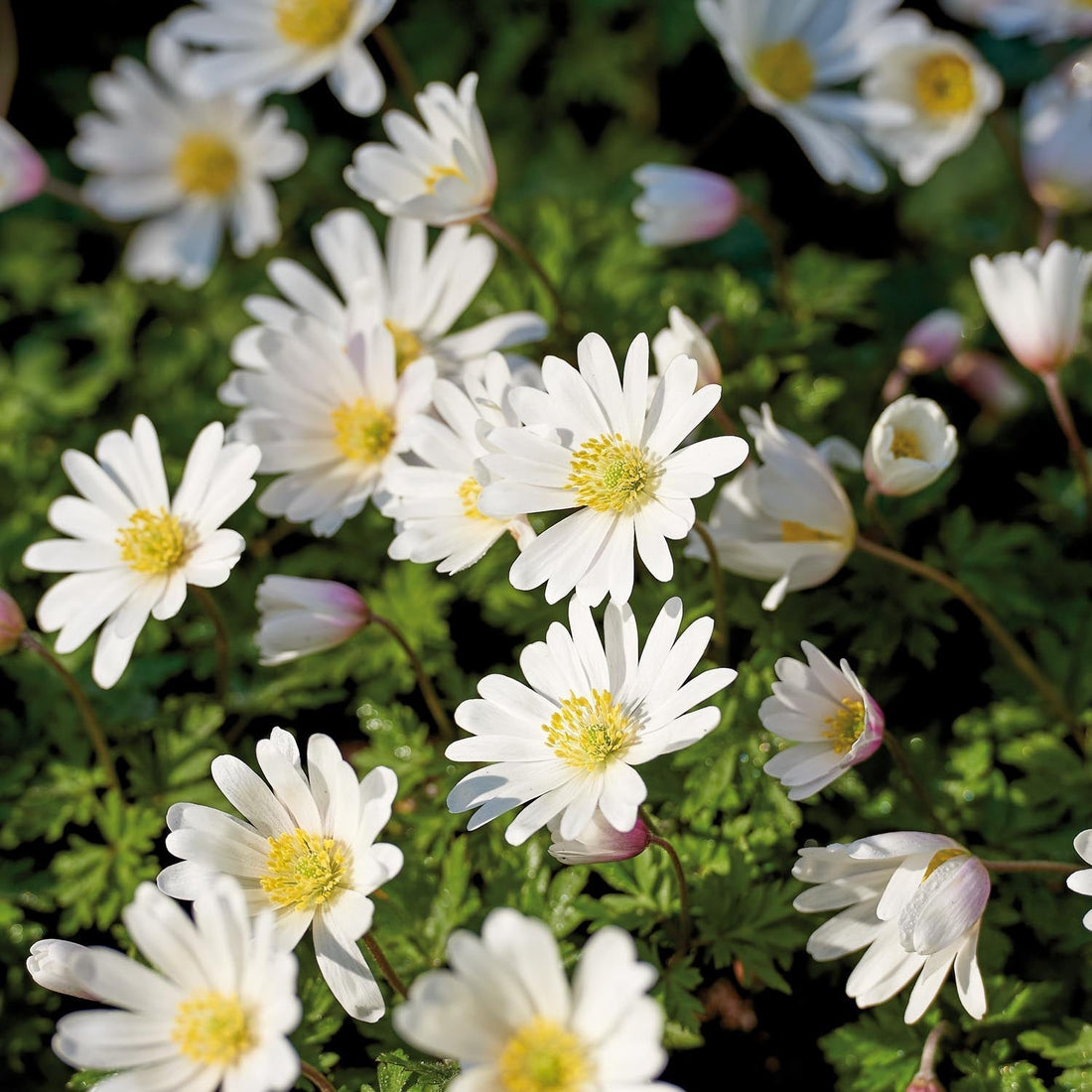 Anemoon 'Blanda White Splendour'