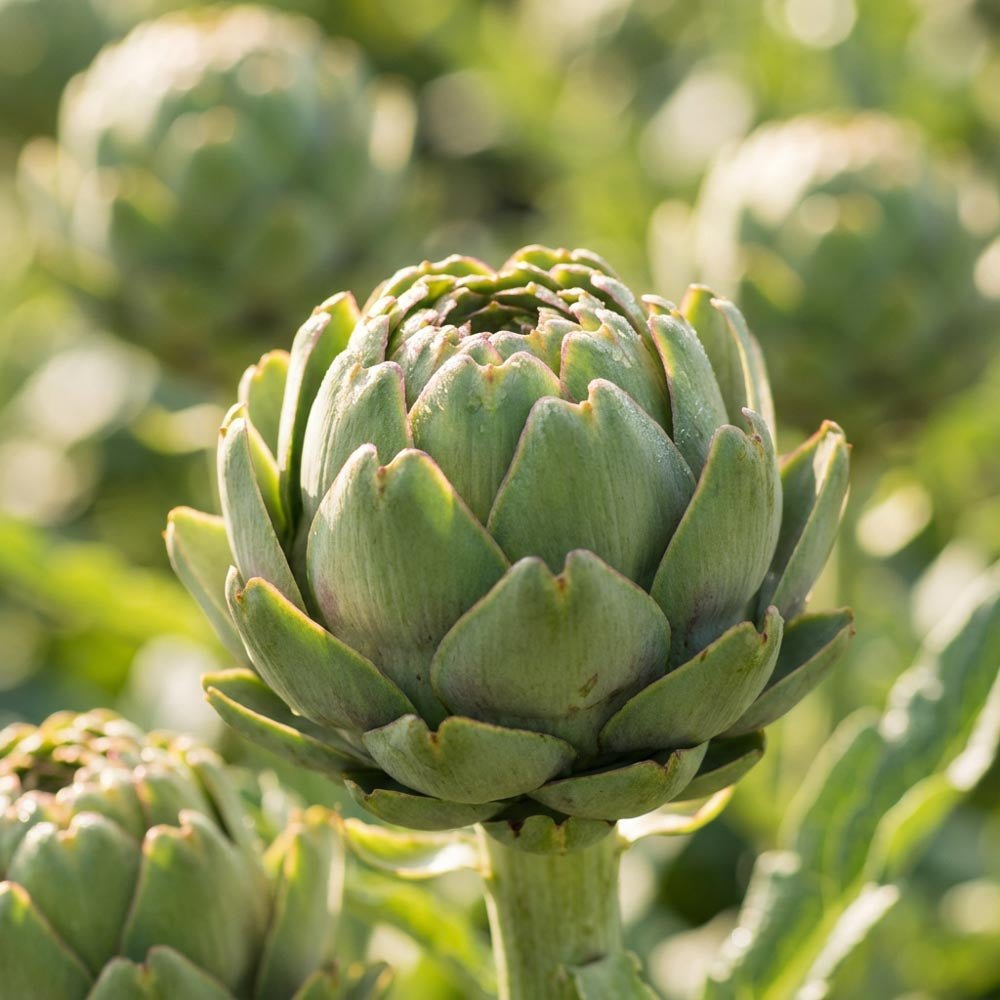 Artisjok 'Green Globe'