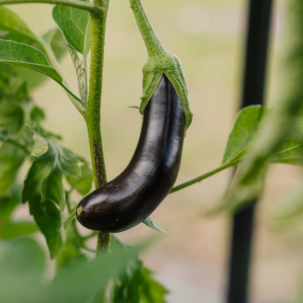 Auberginezaden 'Violetta Lunga 3' - 20 biologische zaden