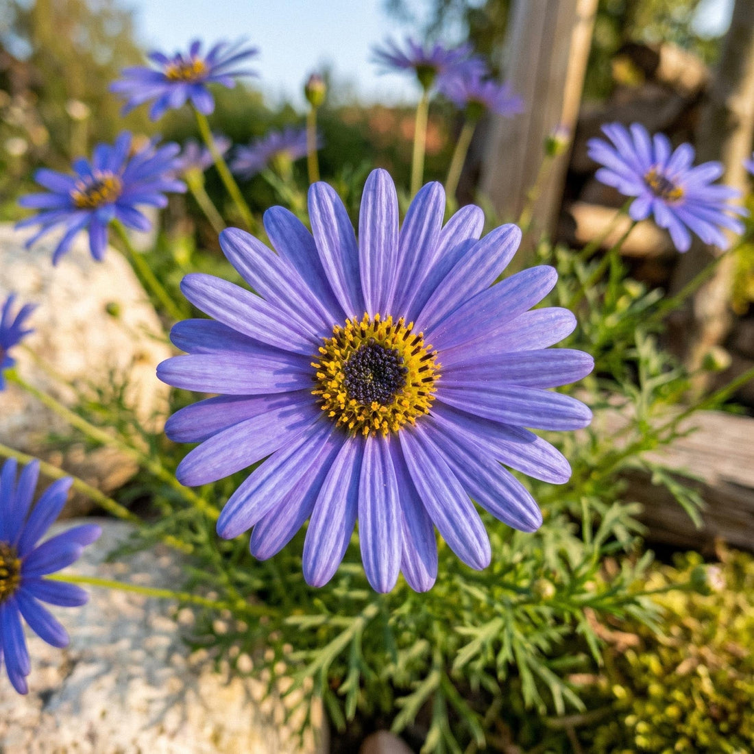Australisch madeliefje zaden 'Swan River Daisy' - 150 biologische zaden