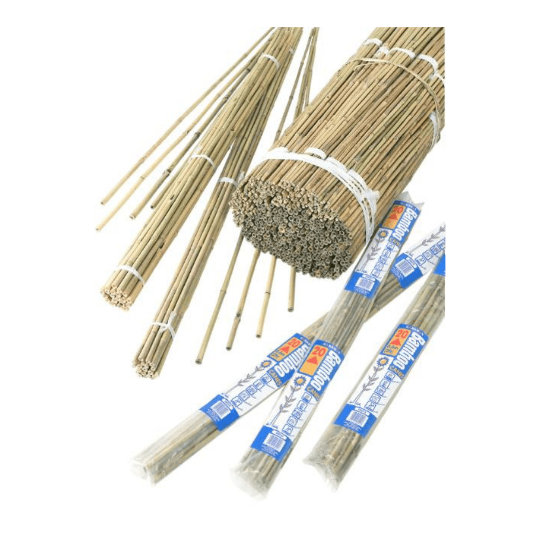 Bamboestokken bundel, L 60 cm, 20 stuks.