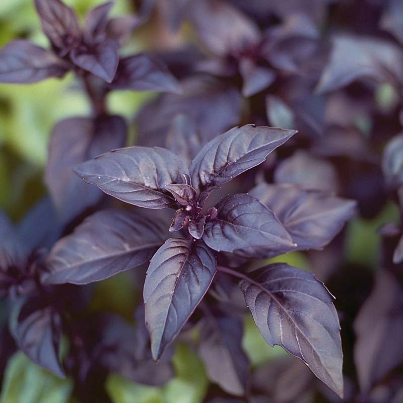 Basilicum zaden 'Dark Opal' - 120 biologische zaden