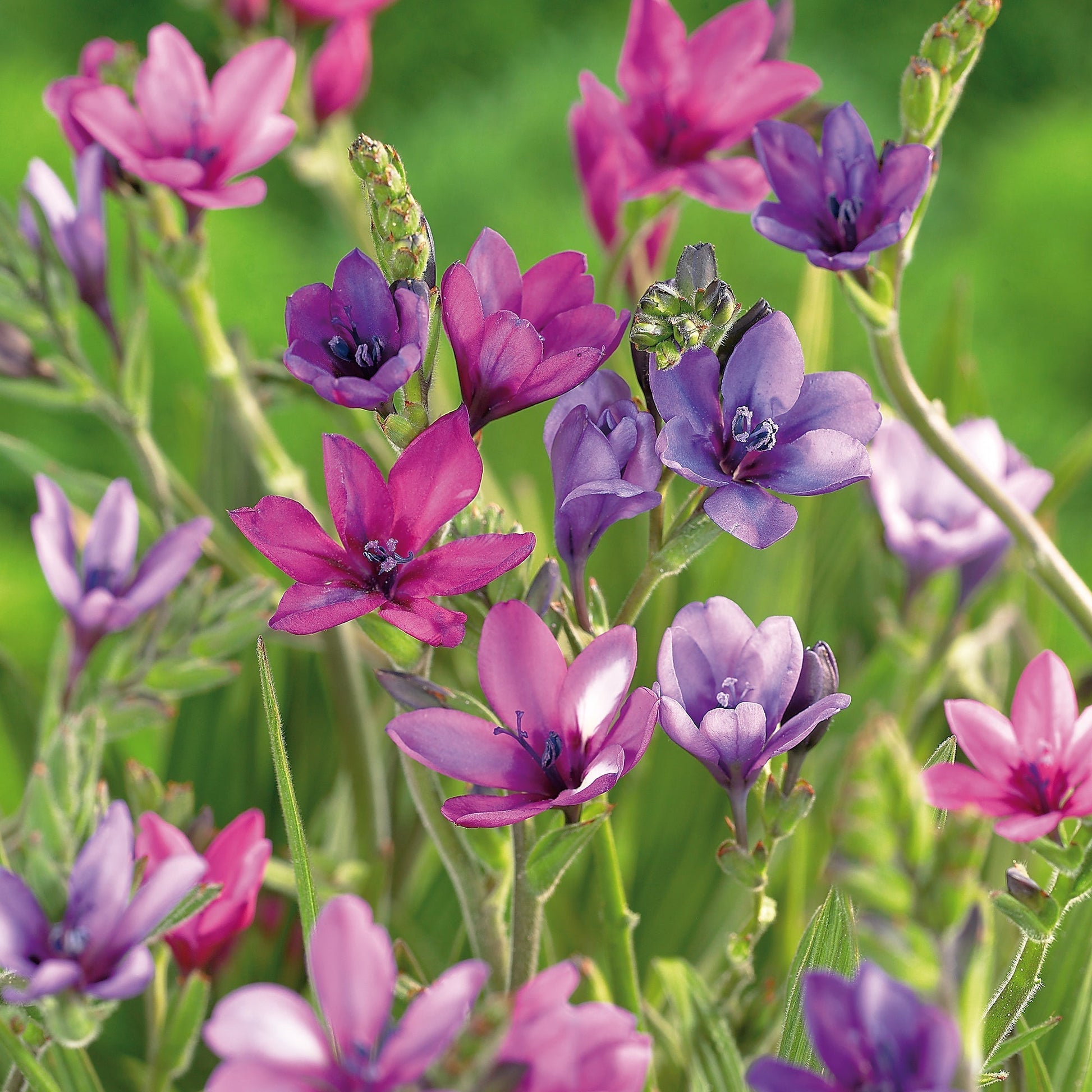 Baviaanbloem, Babiana stricta 'Mixed'