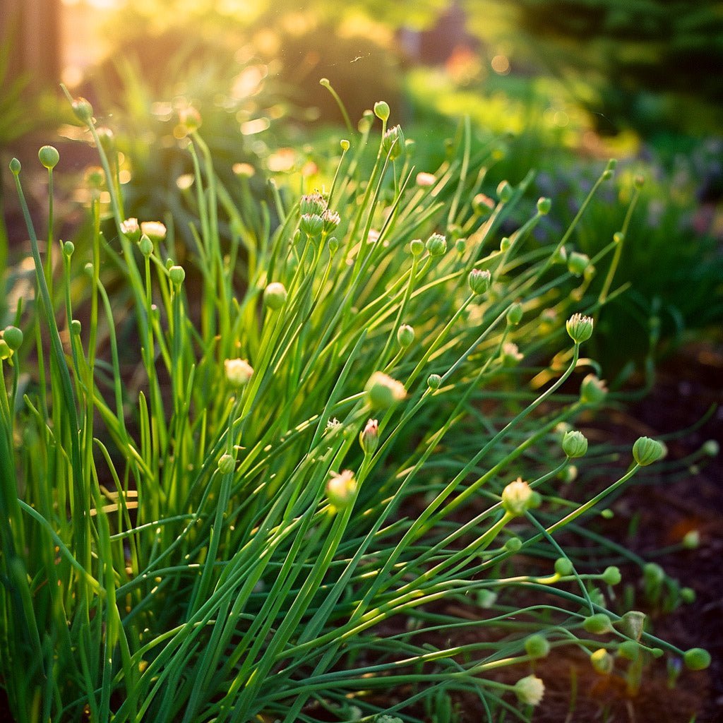 Bieslook zaden - 200 biologische zaden