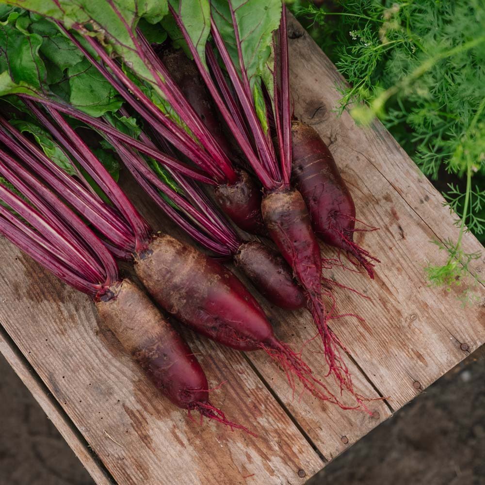 Bietenzaden 'Cylindra' - 50 biologische zaden