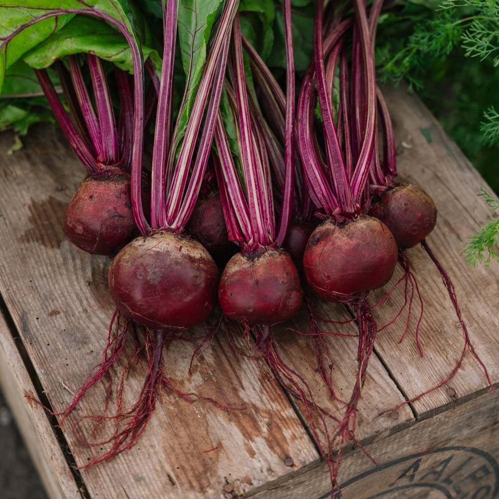 Bietenzaden 'Detroit 2' - 50 biologische zaden