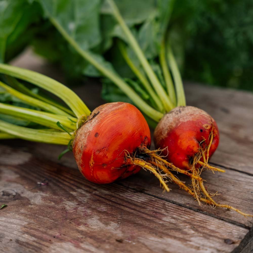Bietenzaden 'Wintersonne' - 50 biologische zaden