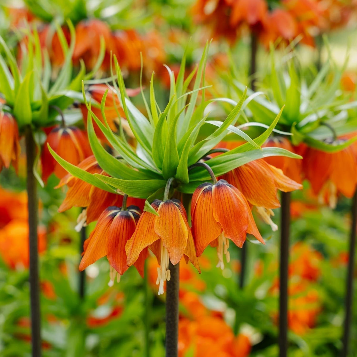 Bloembollenlasagne 'Amber Wave'
