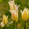 Bloembollenlasagne 'Amber Wave'