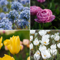 Bloembollenlasagne 'Azure Spark'