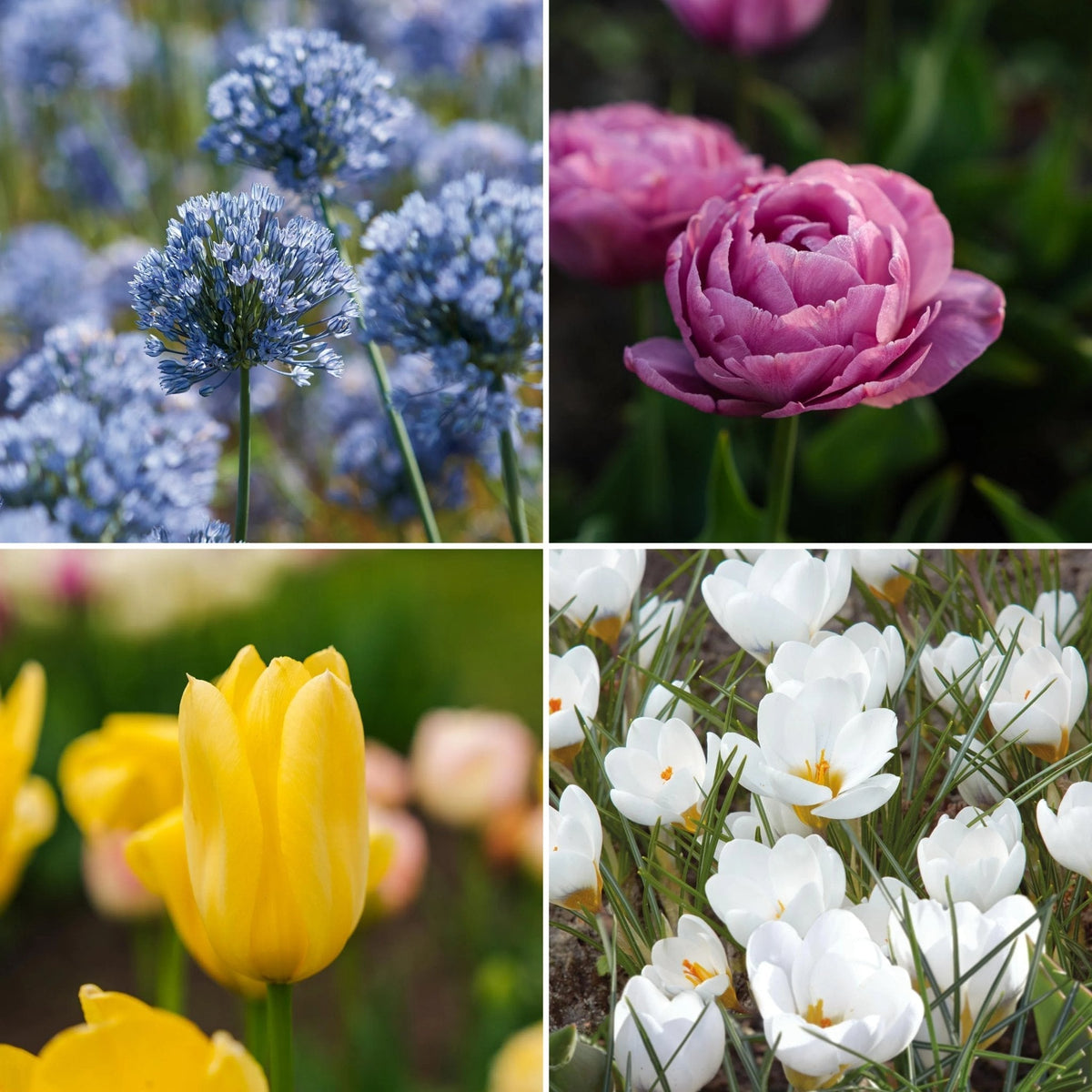 Bloembollenlasagne 'Azure Spark'