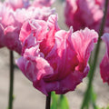 Bloembollenlasagne 'Berry Crush'