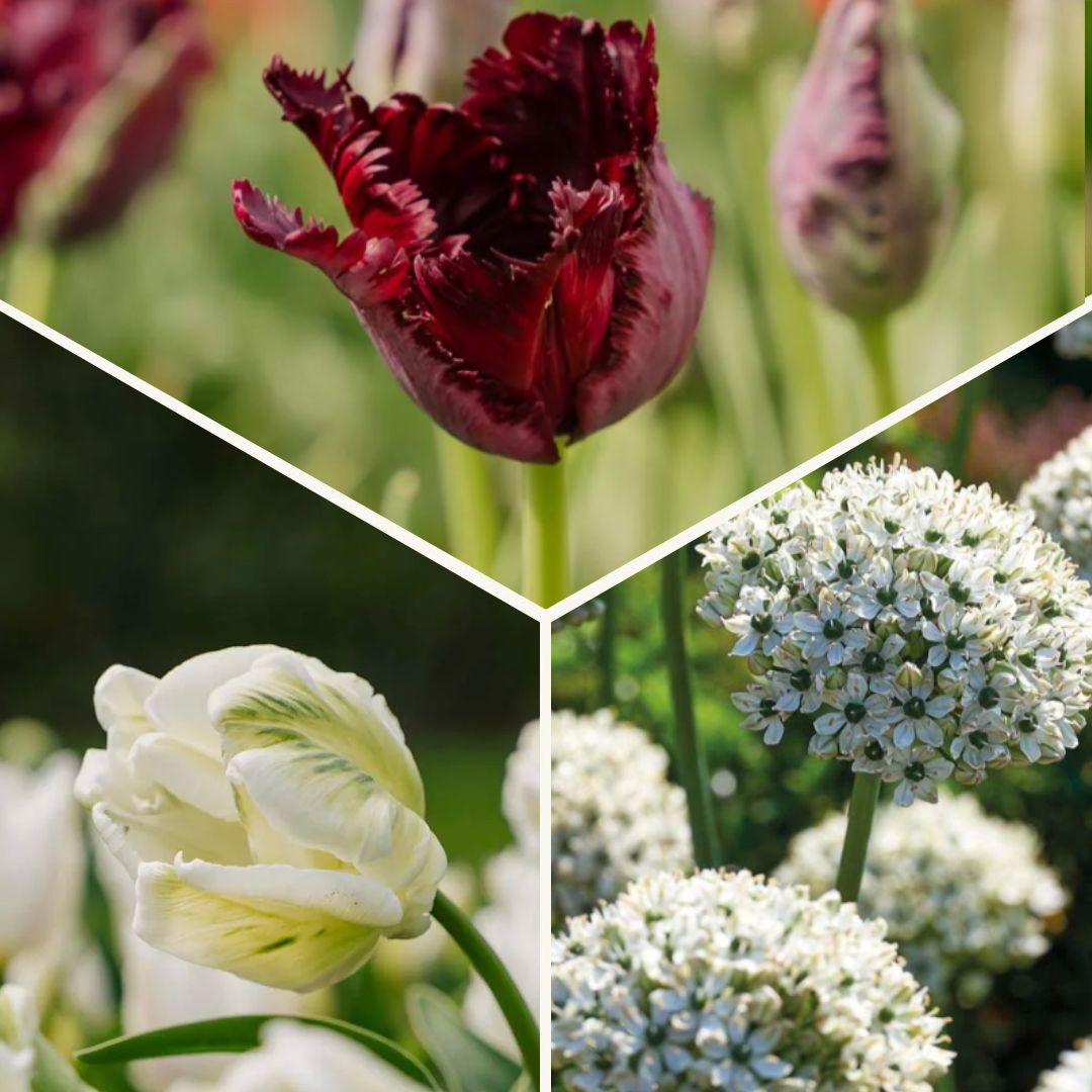 Bloembollenlasagne 'Black & White Elegance'