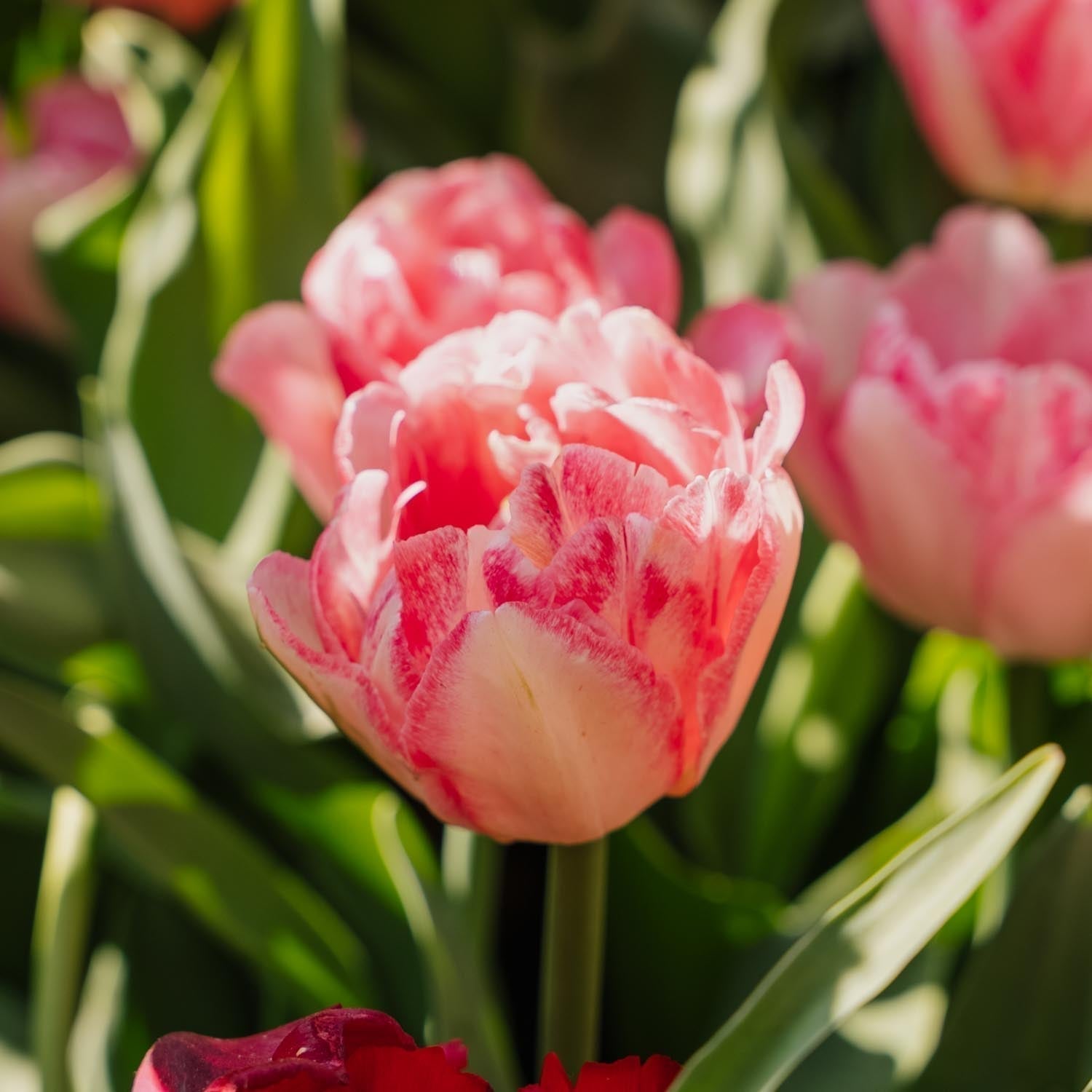 Bloembollenlasagne 'Blush & Breeze'