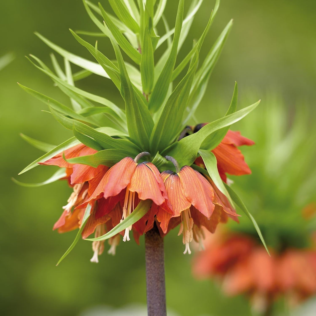 Bloembollenlasagne 'Bronze Whisper'