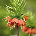 Bloembollenlasagne 'Bronze Whisper'