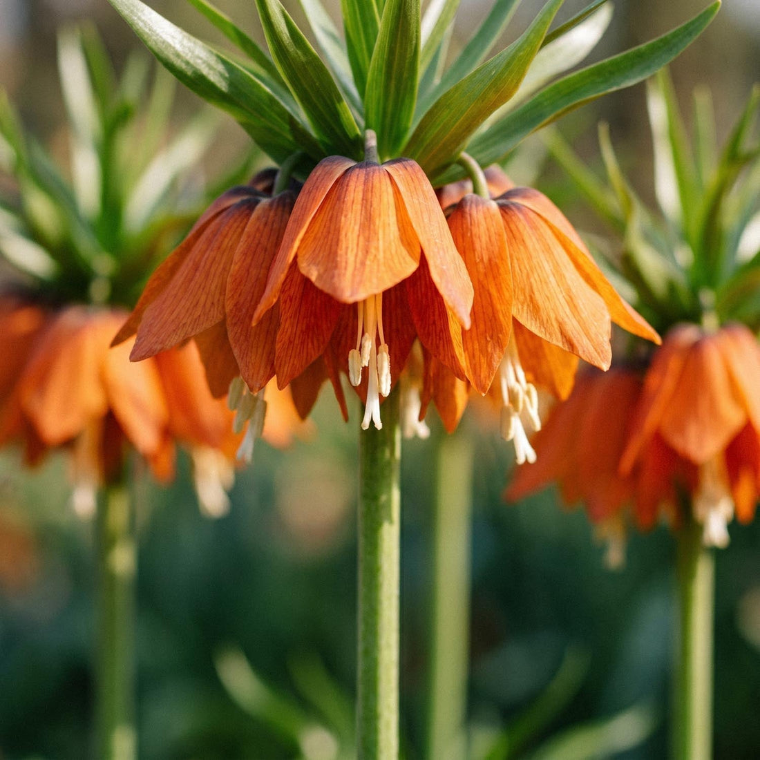 Bloembollenlasagne 'Clementine Grove'
