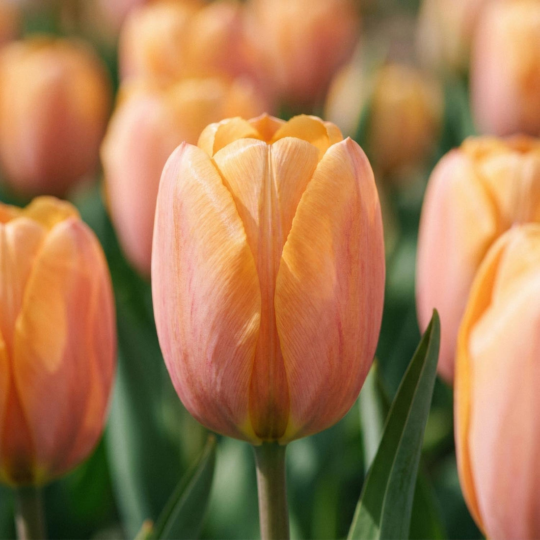 Bloembollenlasagne 'Copper Ember'