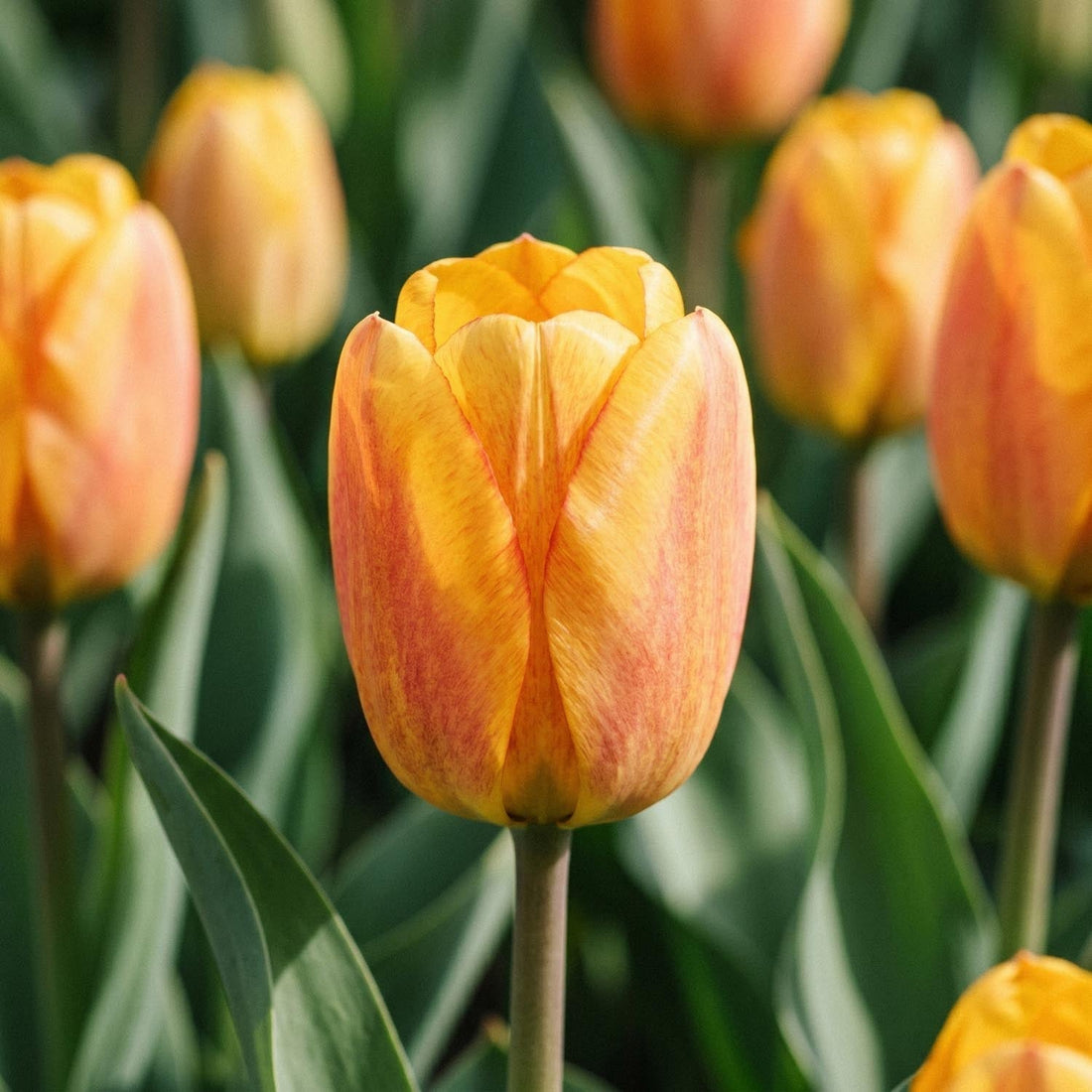 Bloembollenlasagne 'Copper Petal'