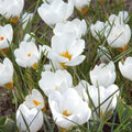 Bloembollenlasagne 'Copper Petal'