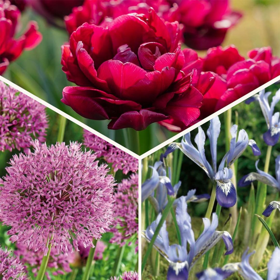 Bloembollenlasagne 'Cotton Candy Mix'