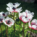 Bloembollenlasagne 'Crimson Breeze'